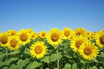 Fototapeta premium Vibrant sunflower field under clear blue sky in full bloom