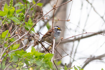 Sparrow in a tree