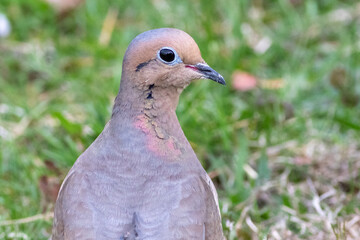 Dove in the grass