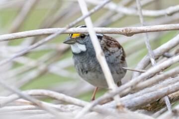 Bird Peeking Out
