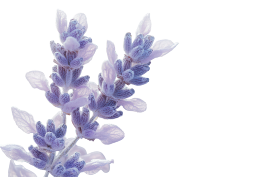 Delicate lavender blossoms frosted with winter s kiss soft light blurred background