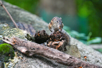 Indochinese ground squirrel, naturally occurring in Thailand