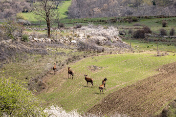 sheep in the field