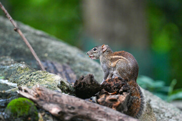 Indochinese ground squirrel, naturally occurring in Thailand