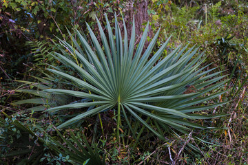 Saw Palmetto