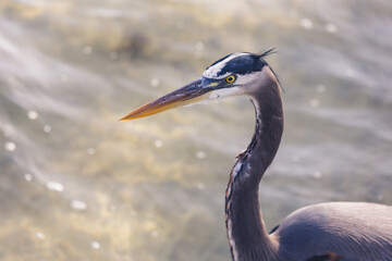Blue Heron