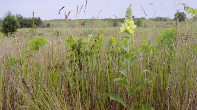 Adam-rod (Verbascum thapsus) on the sea steppe meadows, on the slope to the sea. escape grape. Northern Black Sea Region