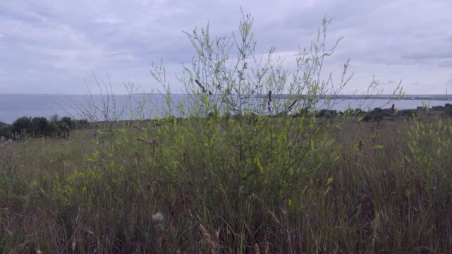 Field melilot (Melilotus officinalis) on the sea steppe meadows, on the slope to the sea. Northern Black Sea Region
