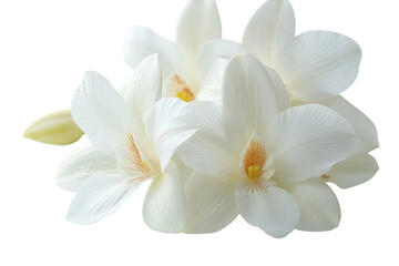 Fototapeta premium Delicate white orchids pure elegance soft light close up view serene beauty pristine blossoms