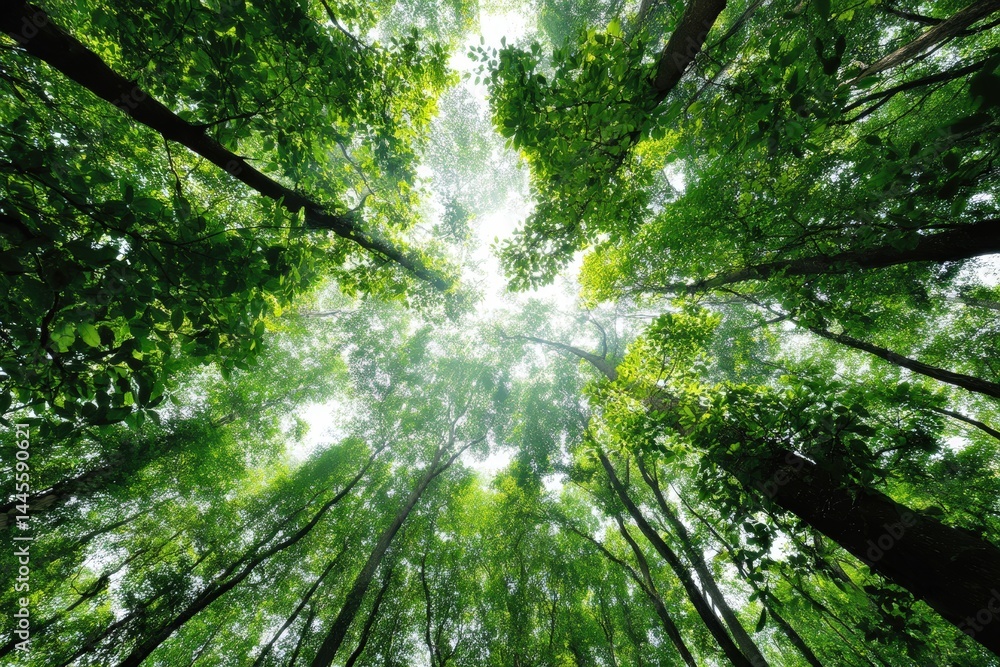 Poster a lush, green forest canopy viewed from below with sunlight filtering through the tall trees and vib