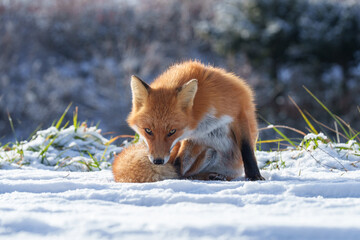 Red Fox Walking on Snowy Road in Biei, Hokkaido, Japan