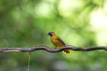 Golden-winged Bulbul, naturally occurring in Thailand