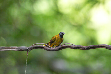 Golden-winged Bulbul, naturally occurring in Thailand