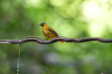 Golden-winged Bulbul, naturally occurring in Thailand