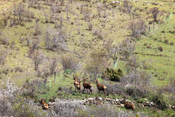 elk in yellowstone national park