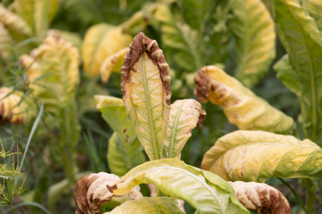 Tobacco leaf curl disease or (TLCV) is induced by a virus which is transmitted by the white fly