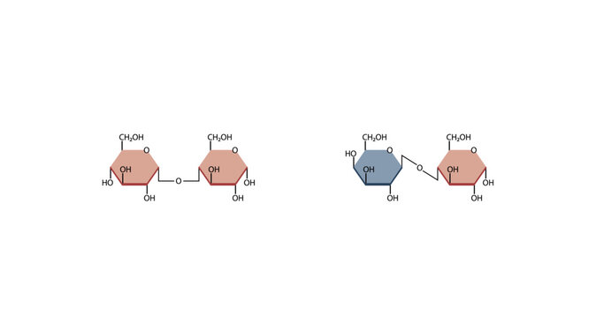 Disaccharides maltose and lactose structure. Vector Illustration.	