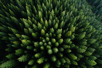 Aerial view of dense evergreen forest with lush green treetops forming a natural pattern, Net Zero Emissions .