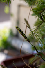 Wild grass seed head in natural garden light