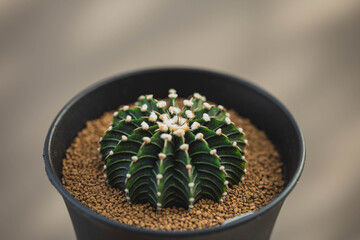 Green Gymno calycium cactus in greenhouse plant. Gymnocalycium mihanovichii. LB 2178 is name of Gymnocalycium mihanovichii is a type of cactus or succulents tree.