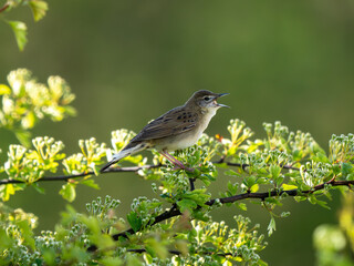 Grasshopper Warbler Singing on a Bush