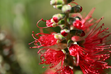 Crimson bottlebrush plant (Callistemon citrinus)