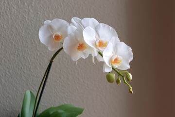 Fototapeta premium Graceful stem of delicate white orchid blossoms, displaying elegant petals and vibrant yellow