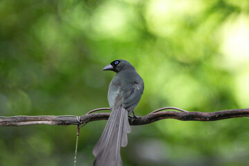The crow lives naturally in Thailand.