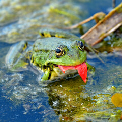 Marsh frog eats a tomato peel in a swampy lake