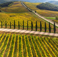 cypresses line among Chianti vineyards in Dievole