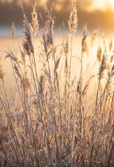 Obraz premium frost-covered cattails shimmer in the golden light of a winter sunrise.