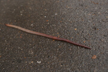 just a very long worm on a dirty asphalt