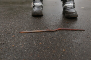 long worm on the background of shoes