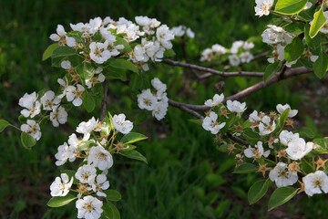 Pear tree branches with white blossoms in spring sunlight outdoors
