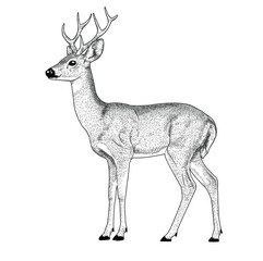 Black and white hand drawing deer isolated on white background