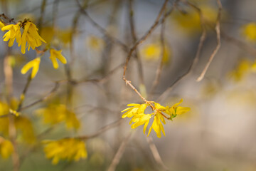 Close-up of blooming yellow forsythia plant as an Easter springtime background. Yellow forsythia...