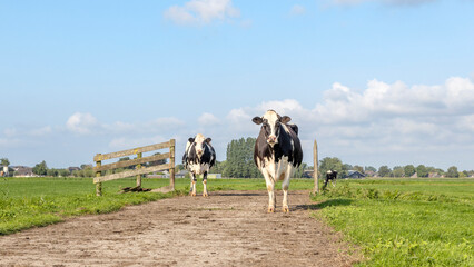 Cows approaching, towards and oncoming walking on a path in a field, a blue sky
