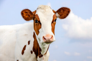 Lovely young cow calf, sweet and cute, soft red and white furry, face portrait looking at camera
