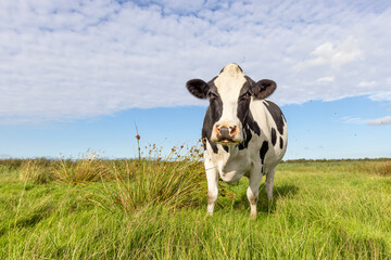 Cow black and white, approaching and looking for eye contact, milker cattle in green field, front view, blue sky