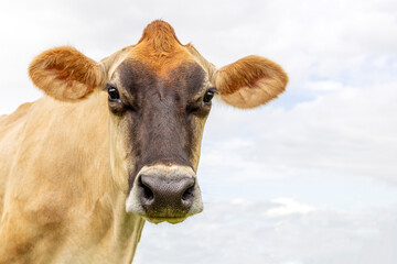 Jersey cow mature, authentic milker cattle, head shot in front view.