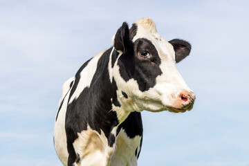 Cow black and white, milker cattle, pink nose, in front of  a blue sky