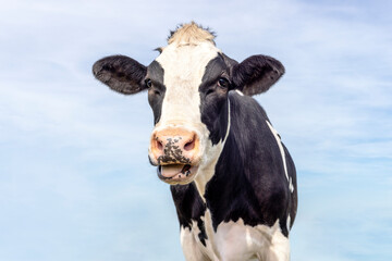 Mature cow portrait, black and white, mouth open ruminating, showing tongue