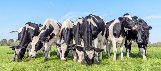 Bunch cows grazing, authentic on row in a green field, calf side by side eating