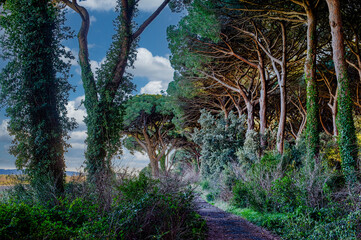 Image of the maritime pine forest bordering the coast towards the sea in the village of Castagneto Carducci Tuscany Italy