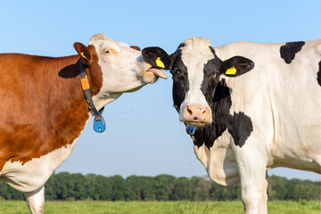 Two cows kiss licking, cuddling friends, yellow livestock tags and a blue sky