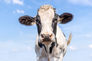 Mature cow black and white, milker cattle, eye contact front view and a swinging tail