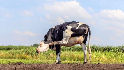 Itchy cow, young heifer, with an itch, scratching, showing small udder and teat, in the field
