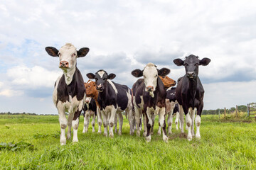 Groups cows black red and white, in a row side by side, front view in a field and cloudy blue sky