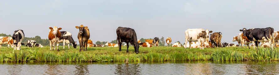 Group cows on edge of a creek, herd grazing in the pasture, wide view