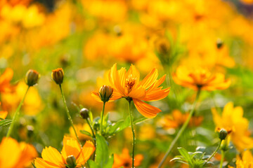Sea of Yellow Cosmos Flowers in Summer